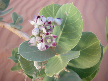 Fleur du d�sert