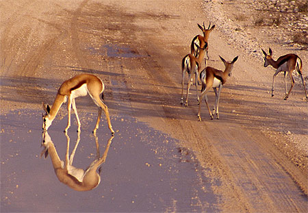 Reflet