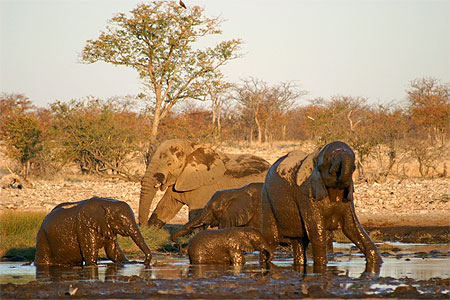 Troupeau d'�l�phants au coucher du soleil