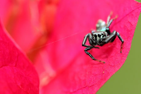 Araign�e sauteuse sur bougainvill�