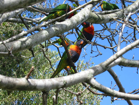 Un arbre multicolore