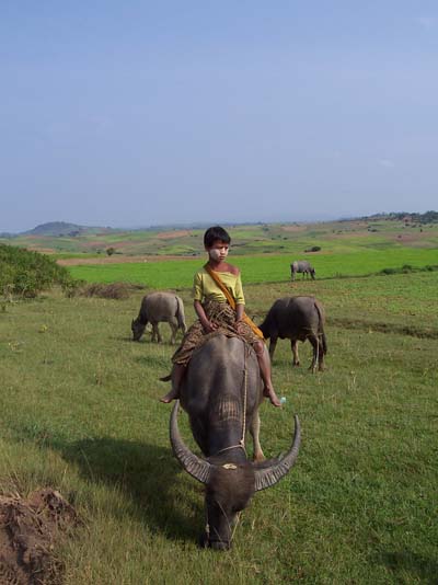 Jeune gar�on sur un buffle