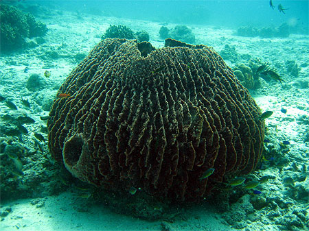 Corail