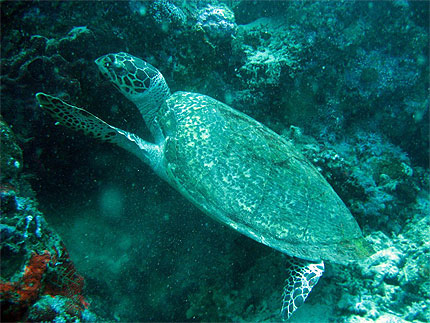 Tortue marine