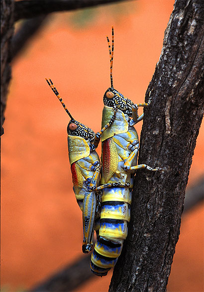 Couple de criquets