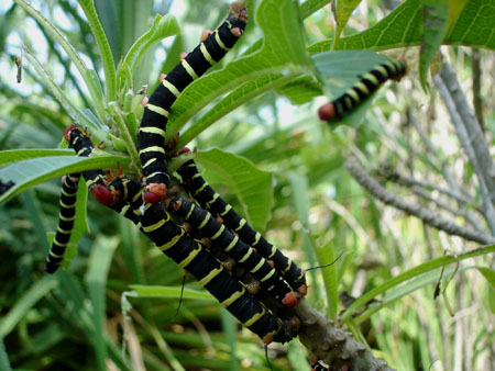 Chenilles du Pseudosphinx tetrio