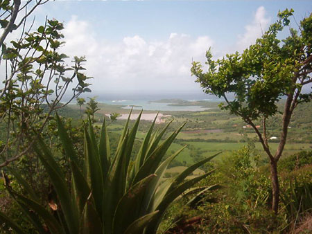 Au sommet du piton cr�ve coeur