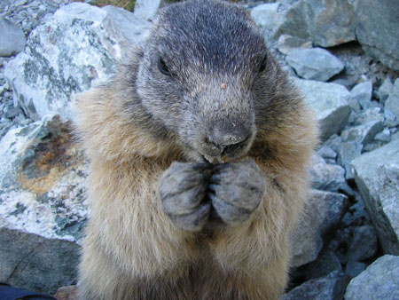 Marmotte