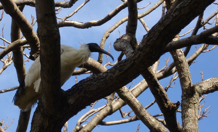 Ibis