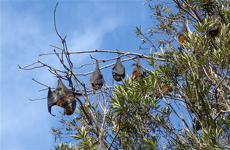 Chauves-souris
