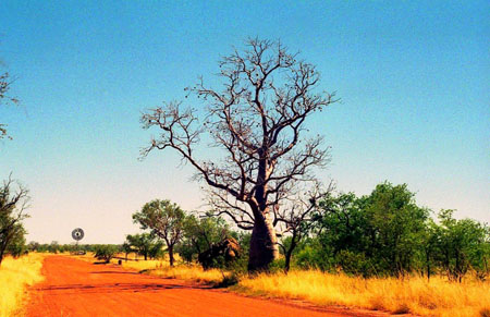 Baobab