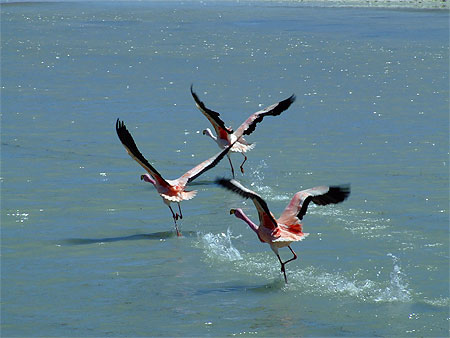 Flamants rose