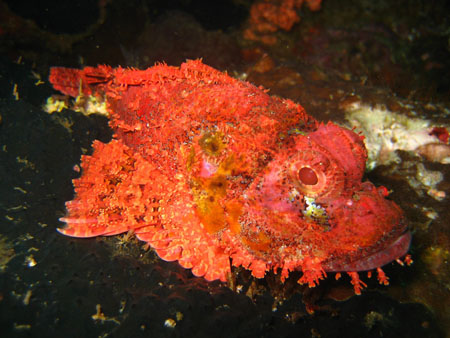 Poisson-scorpion