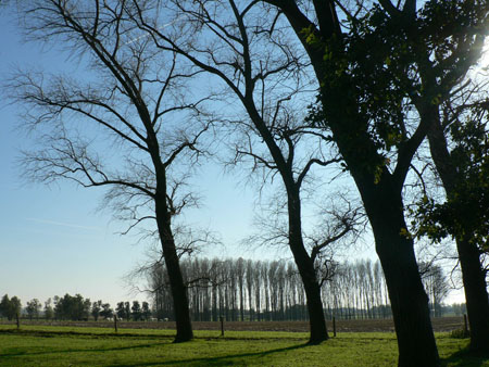 Groenhove
