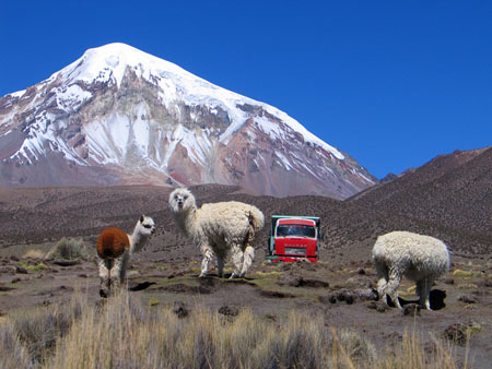 Alpagas sous le toit de la Bolivie