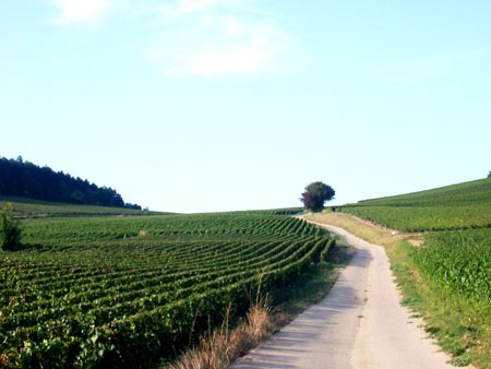 Vignes