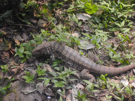 Iguane au bord des chutes