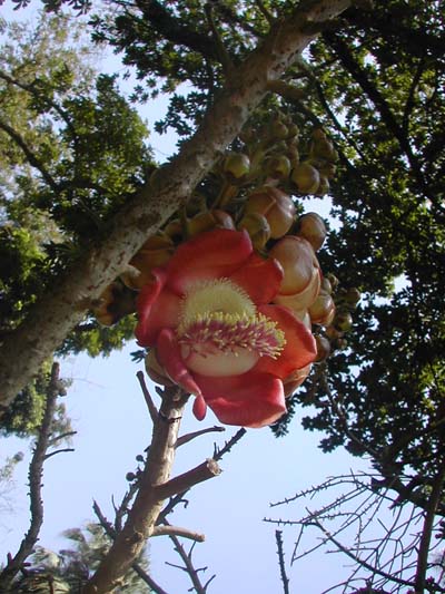 Fleur exotique au jardin botanique