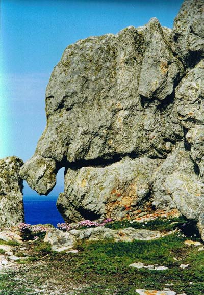 El�phant sur l'ile d'Ouessant
