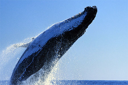 Contact avec la Baleine dans BALEINE pt10418