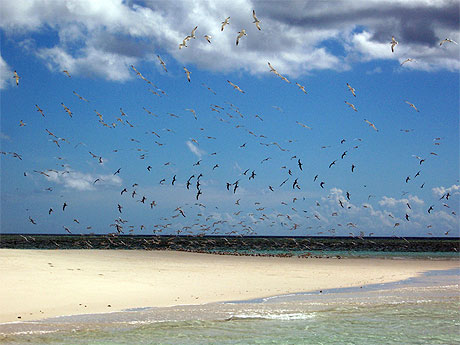 Ilot de sable blanc au nord de Grande-Terre