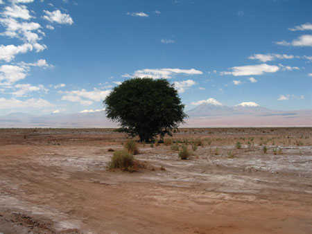 L'arbre solitaire
