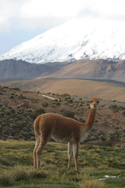 Vicunas y volcano Sajama