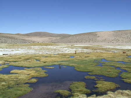 Guanaco et canard sur un �tang gel�