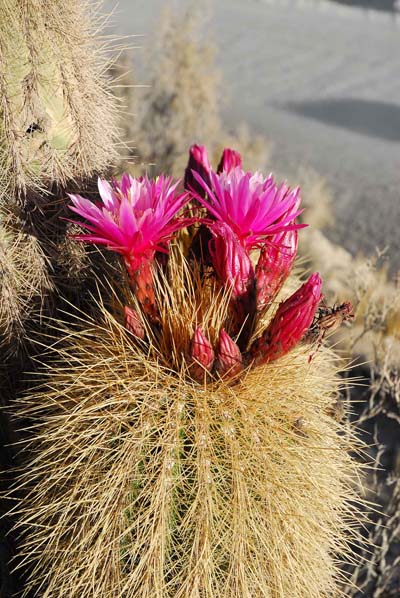 Fleur de cactus