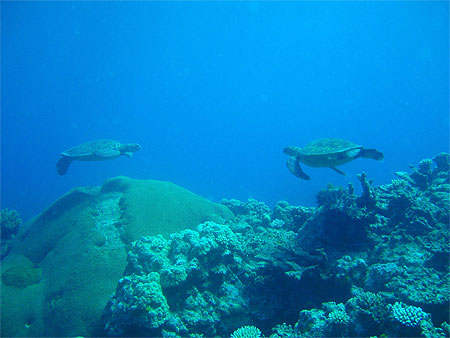 couple de tortues 