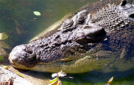 Crocodile