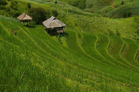 Rizi�res dans le Yunnan
