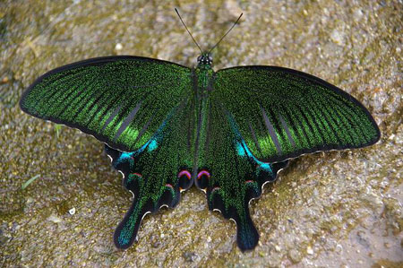 Papillon brillant