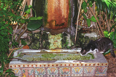 Jardin d'Hemingway