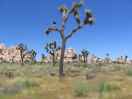 Joshua tree