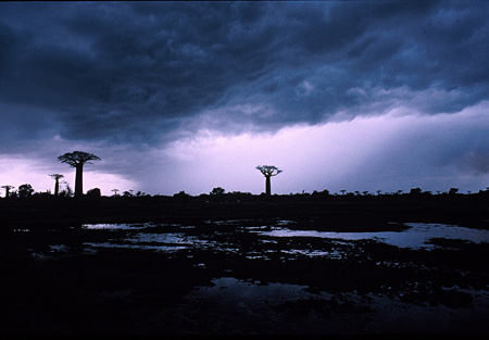 Baobabs et ciel noir