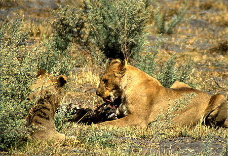 Repas des lions