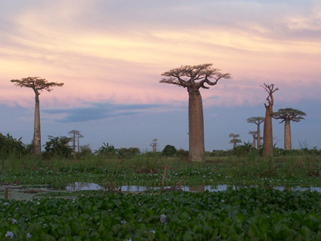 Baobab color�