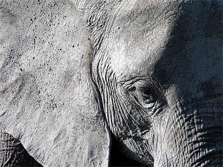 L'oeil de l'�l�phant