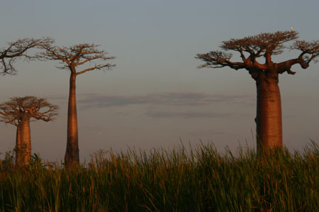 Baobabs 