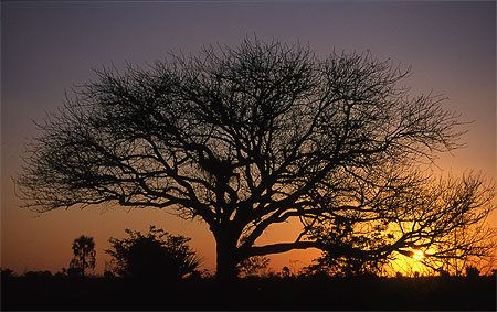 Cr�puscule africain