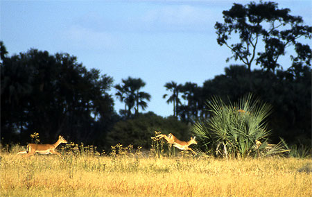 Antilopes bondissantes