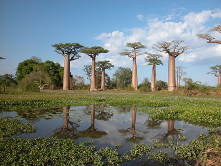 Baobabs et n�nuphars