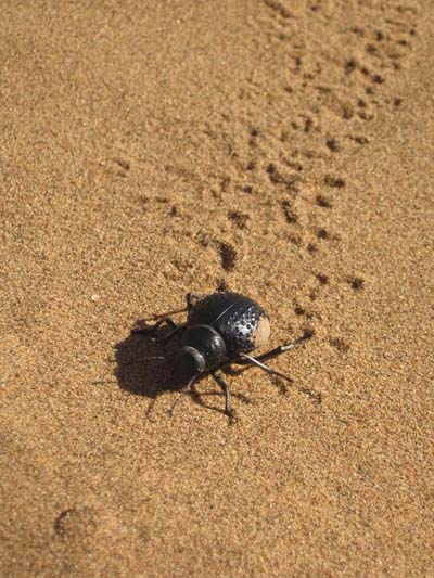 Scarab�e du Sahara