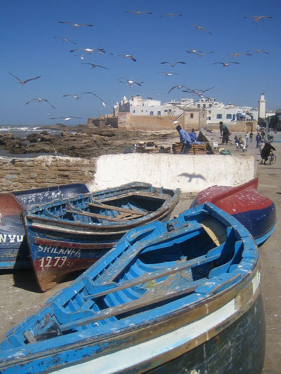 Les mouettes d'Essaouira