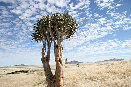Arbre � carquoi
