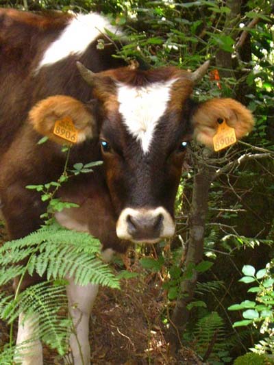 Vache durant une randonn�e en Corse