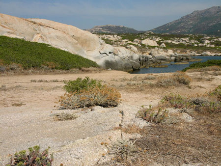 Punta di espano