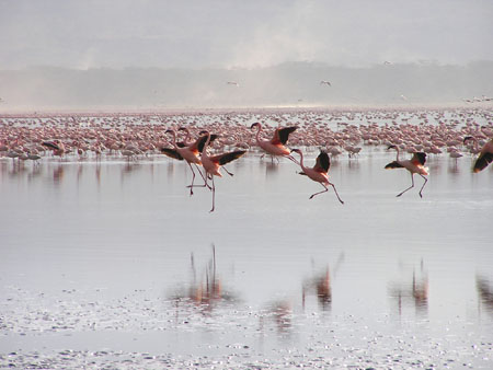 Vol de flamants