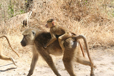 Des singes en promenade